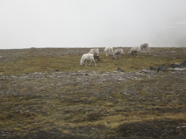 Hurtigruten_2015-06-22_14-05-2